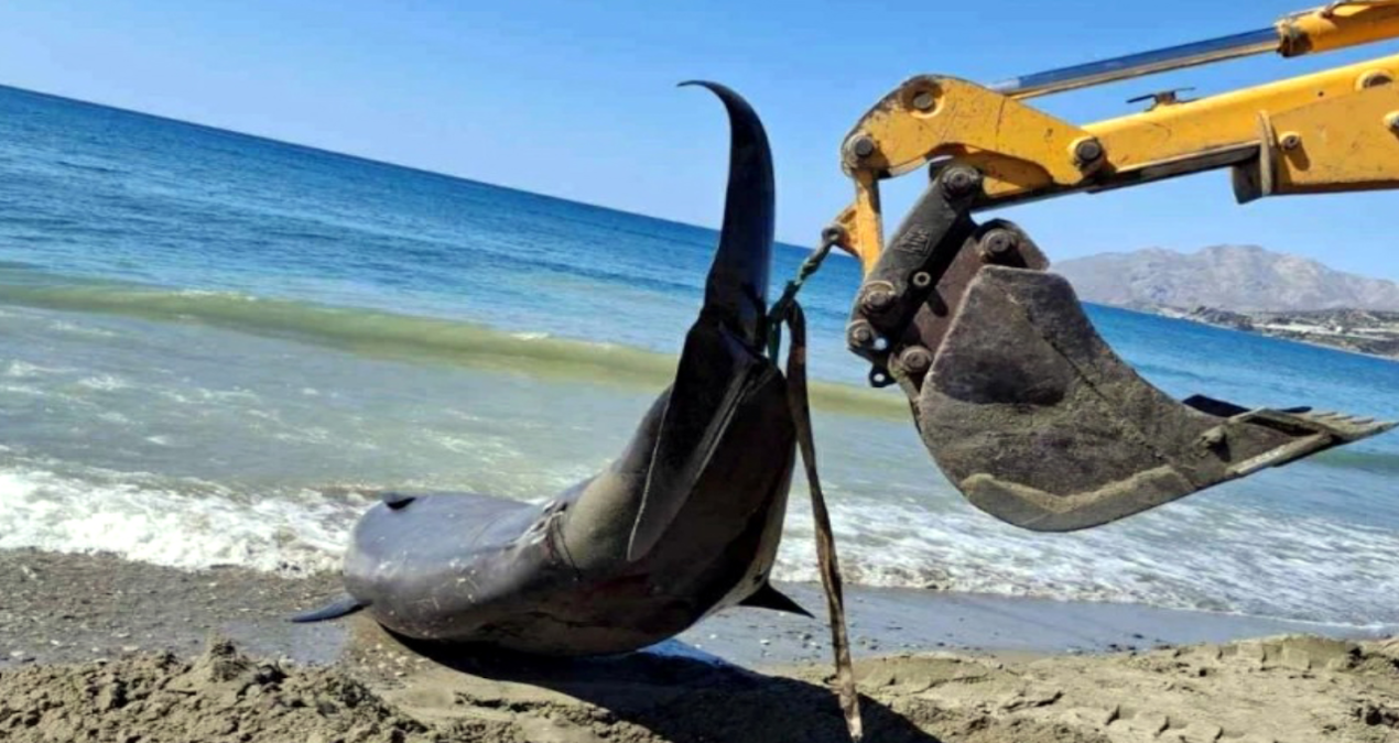 akdenizde dev balinalar turistik adanin kiyilarina vurdu RWaZSDJk