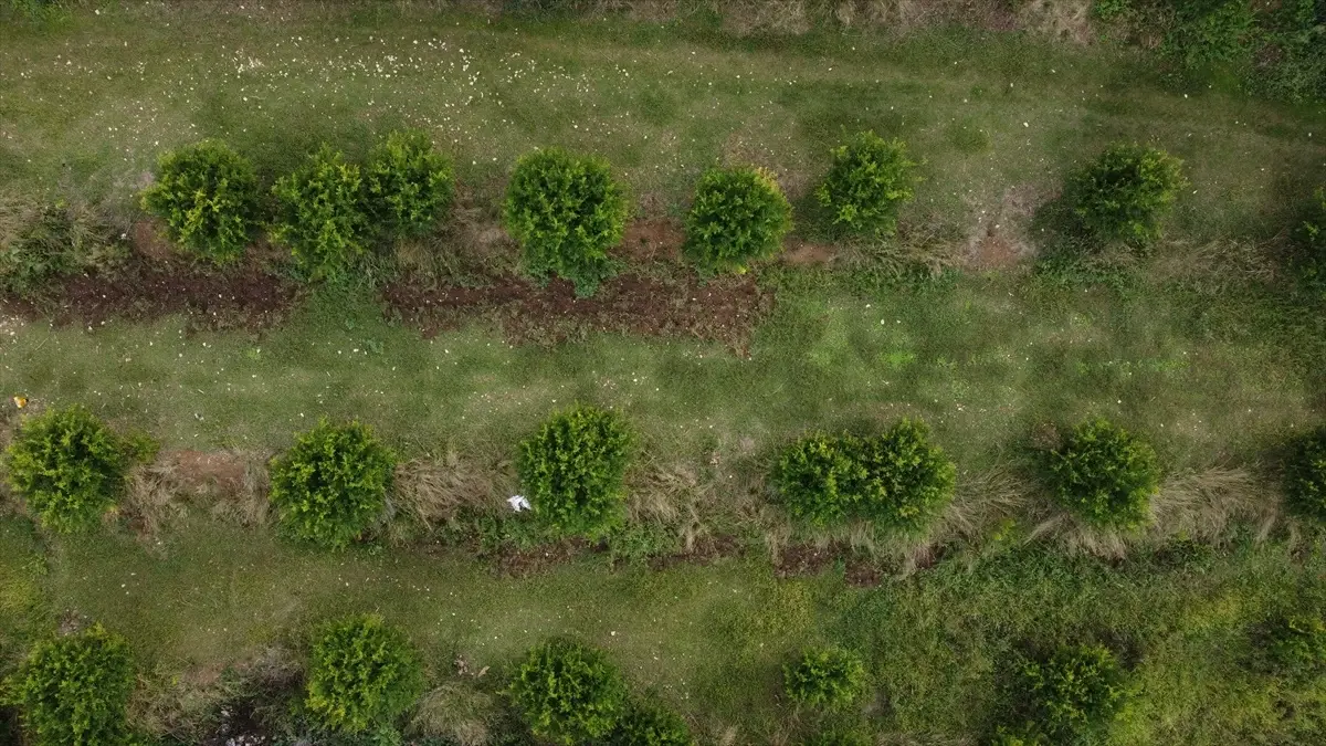 inhisarda deve disi nar uretimi korundu wK4pye3L.jpg