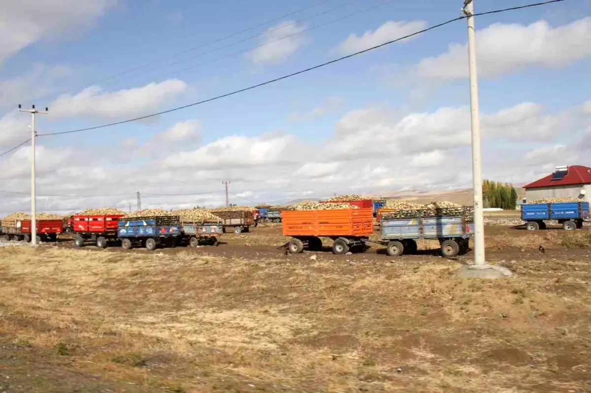 musta seker pancari alim sezonu devam ediyor sHIkLIMg.jpg