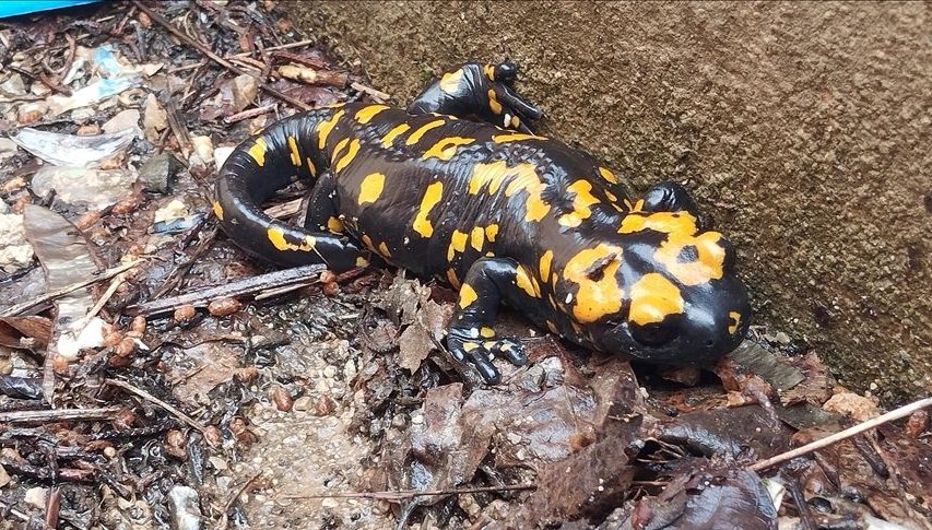 nesilleri tehdit altinda bitliste sari benekli semenderler goruldu spaBNqIK.jpg