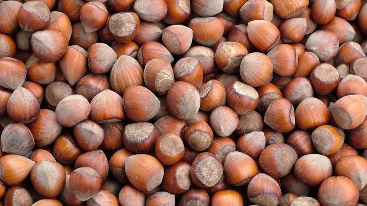 trabzonun 10 aylik findik ihracati 500 milyon dolari asti FHDxQdUs.jpg