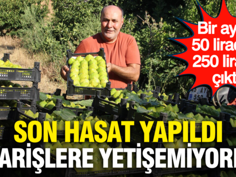 Bir ayda 50 liradan 250 liraya cikti son hasat yapildi siparislere yetisemiyorlar ANqiYeu5